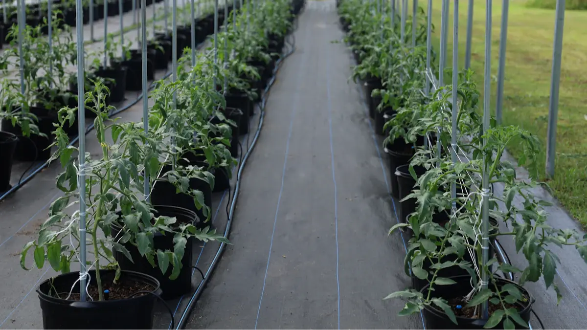 Гидропоник технологийн өвлийн хүлэмжийн явцтай танилцлаа